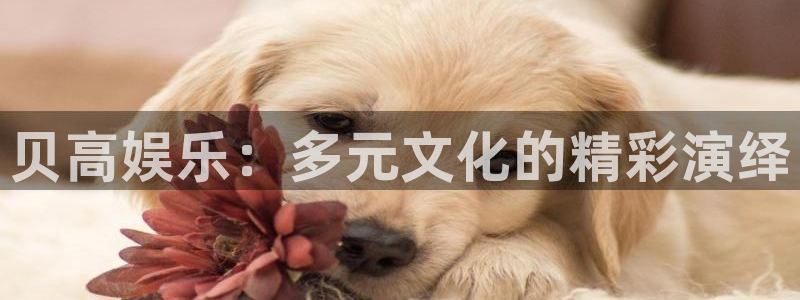 星空娱乐：贝高娱乐：多元文化的精彩演绎